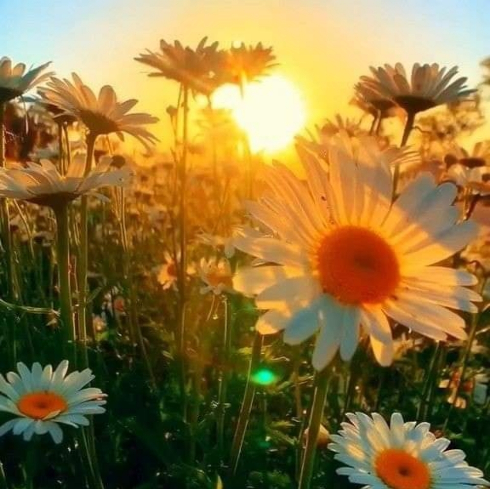 Meet your Posher, Sarahi